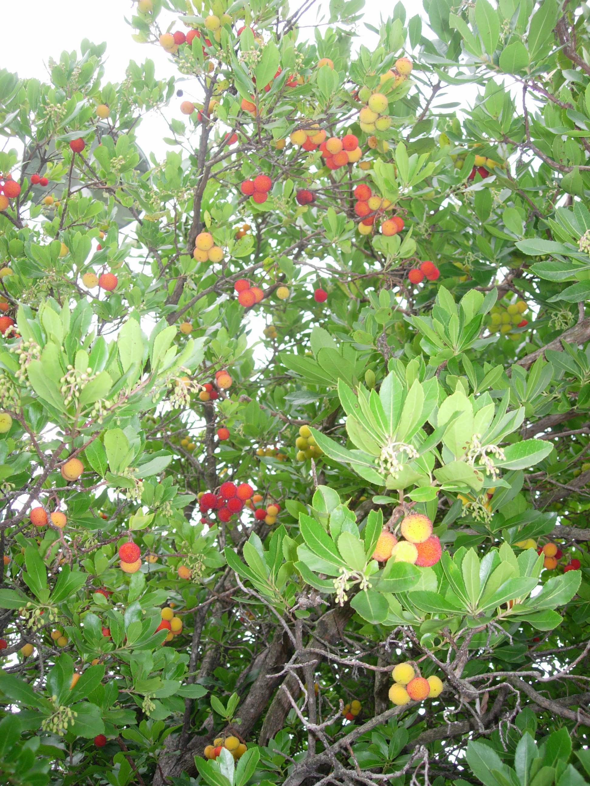 Corbezzolo